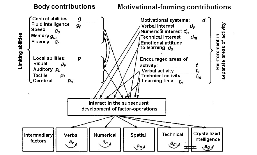 Cattell's reticular factor model